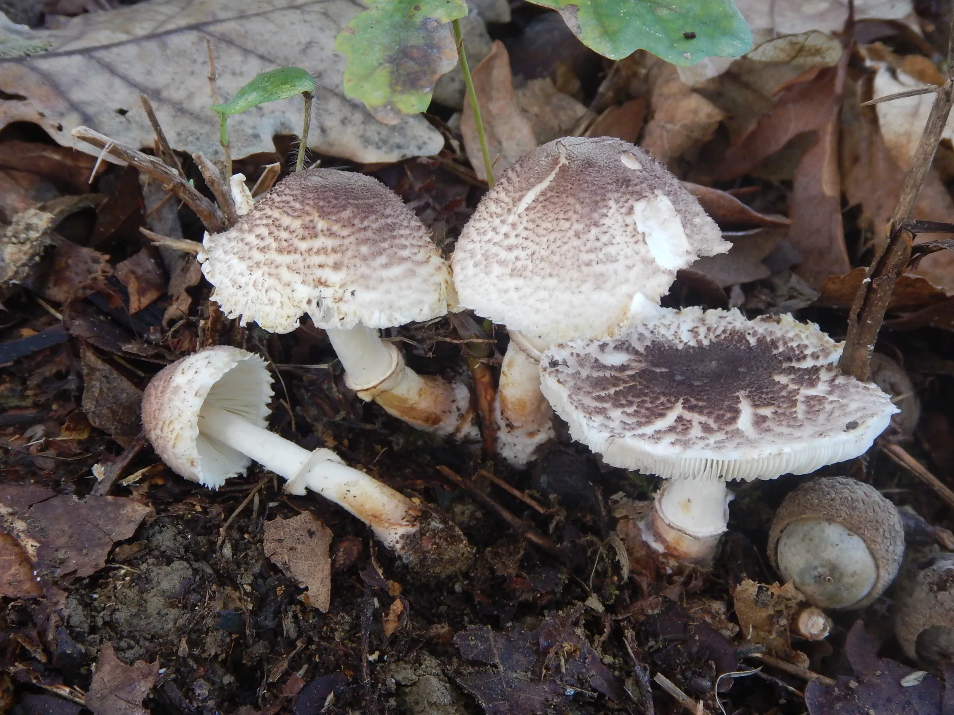 Leucoagaricus jubilaei, 22-10-05 (1)